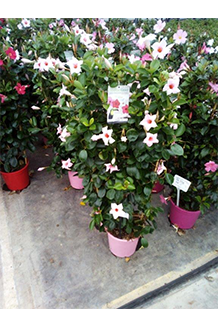 Dipladenia hybrida Cream Pink Sundeville