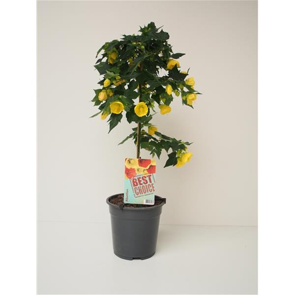 Abutilon hybrida Gelb