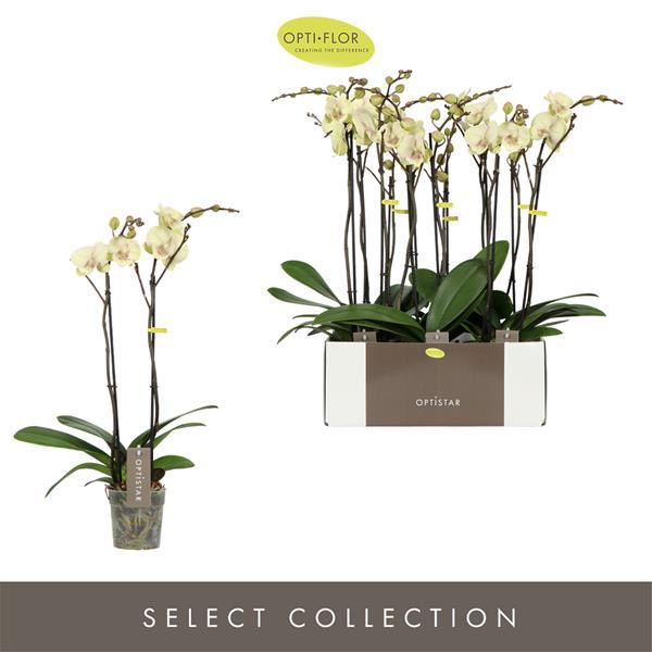 Phalaenopsis hybrida Turner
