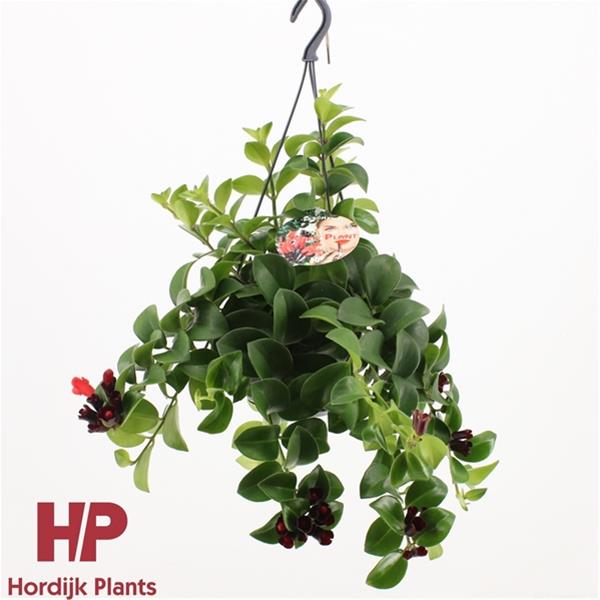 Aeschynanthus hybrida Mona Lisa