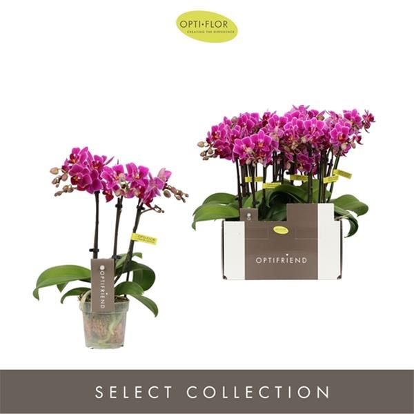 Phalaenopsis hybrida Fay