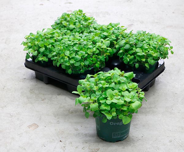 Origanum vulgare Oreganum Bio