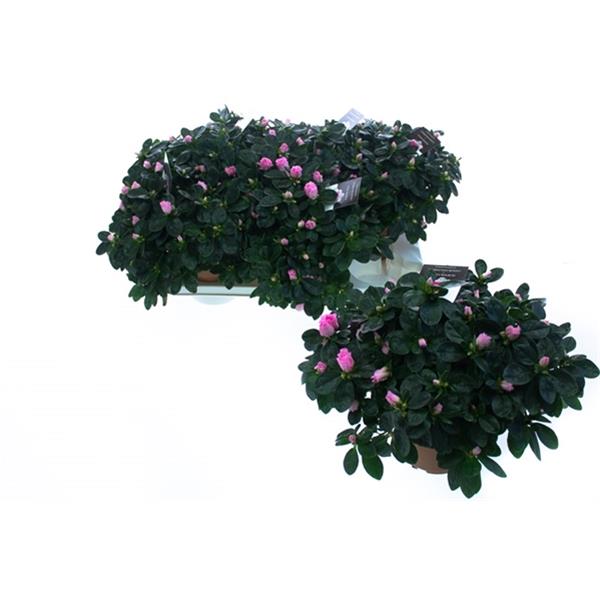 Azalea simsii Terra Nova Pink