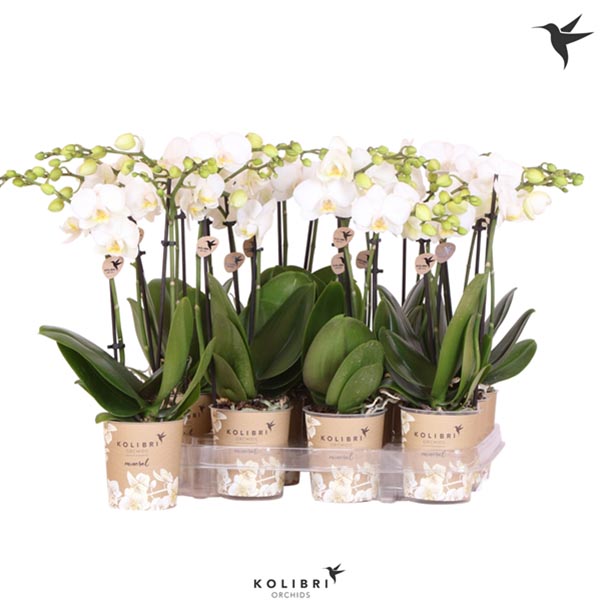 Phalaenopsis hybrida Multiflora White 2-tr.