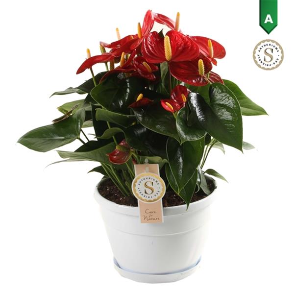 Anthurium andreanum Royal red champion