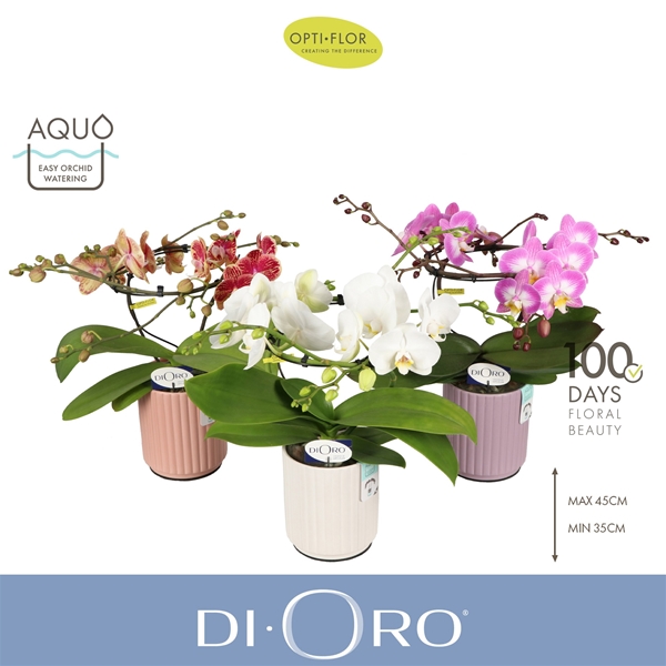 Phalaenopsis hybrida Dioro Mixtray In Molise Mix Aquo