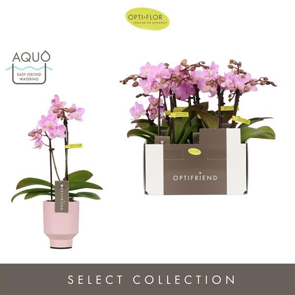 Phalaenopsis hybrida Lieke In Emilia Pink