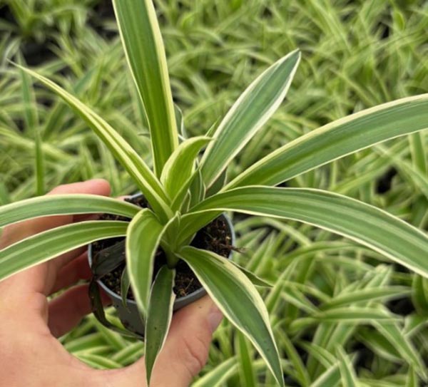 Chlorophytum comosum IRISH
