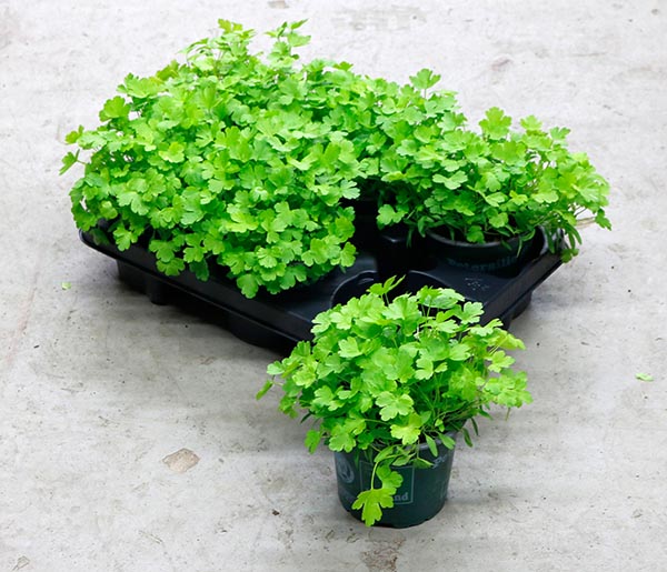 Petroselinum crispum Petersilie Glatt Bio