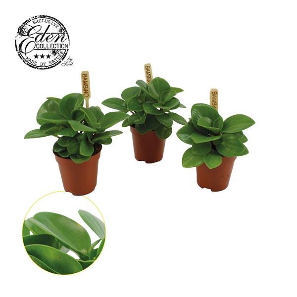 Peperomia obtusifolia GREEN