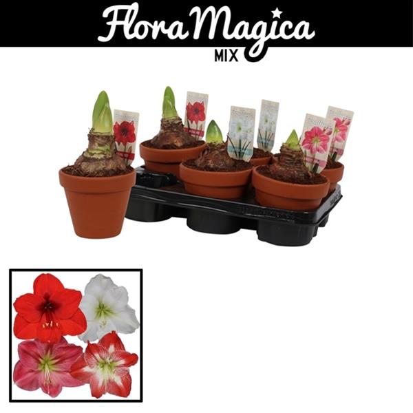 Amaryllis bella-donna Mix Stein Topf