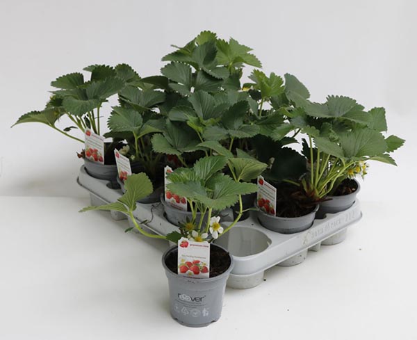 Fragaria ananassa Klettererdbeere