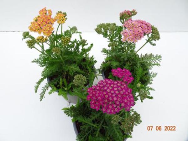 Achillea millefolium Mix