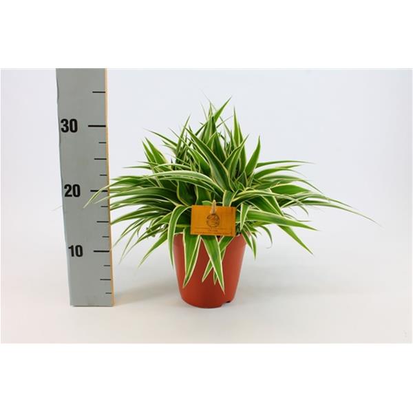 Chlorophytum comosum Ocean