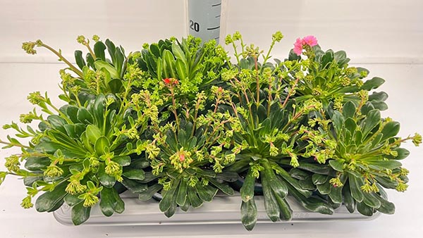 Lewisia cotyledon Mountain Dreams.