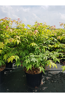 Acer palmatum Osakasuki