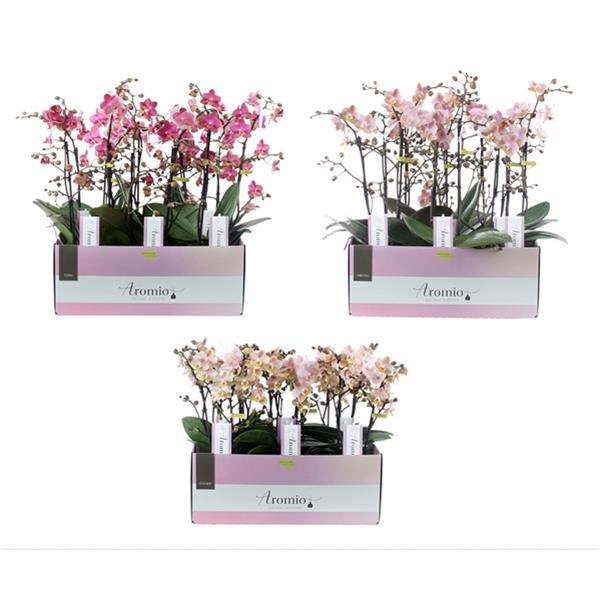 Phalaenopsis hybrida Multiflora Aromio Mixlag
