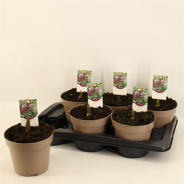 Allium Lucky Balloons