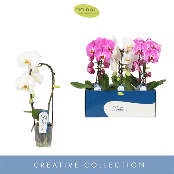 Phalaenopsis hybrida Fontano Mix