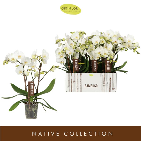 Phalaenopsis hybrida Bambuso Inyo