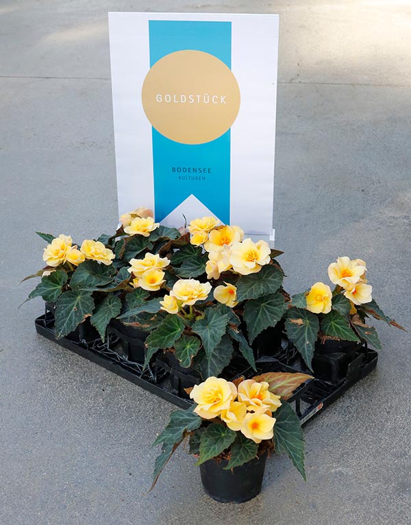 Begonia hybrida Buffy