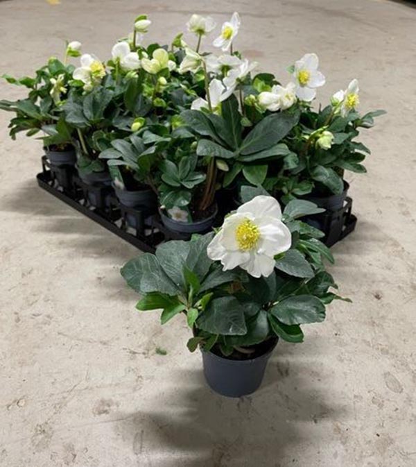 Helleborus niger Christmas Carol Xl