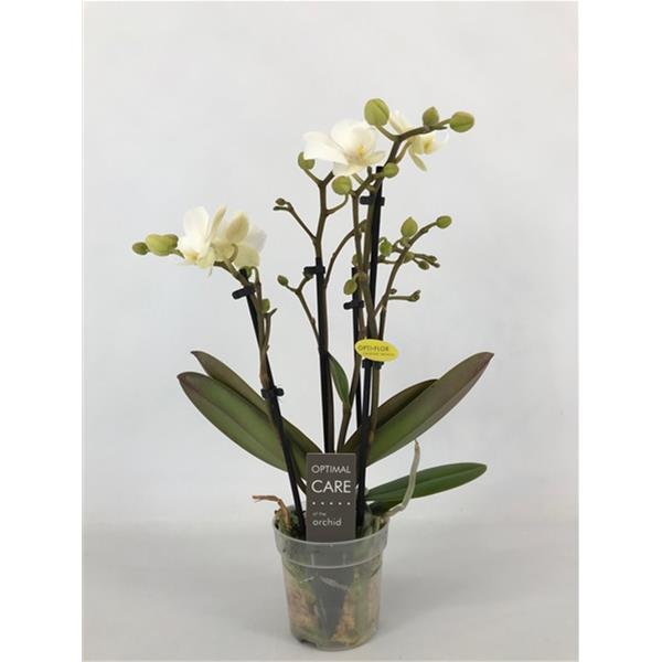 Phalaenopsis hybrida Sandra