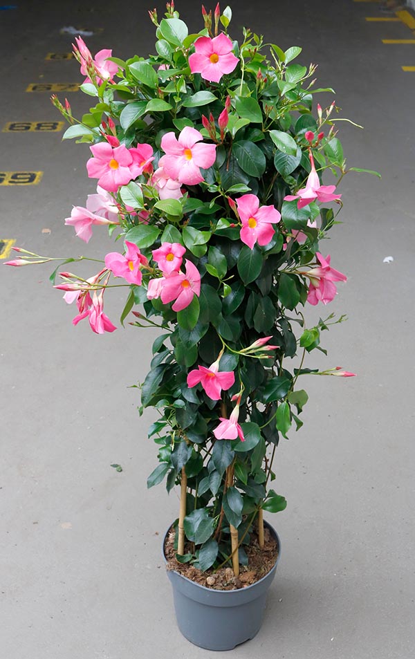 Dipladenia hybrida Pink Sundeville