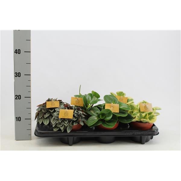 Peperomia hybrida Mix