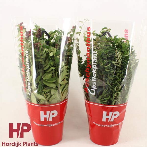 Aeschynanthus hybrida Mix