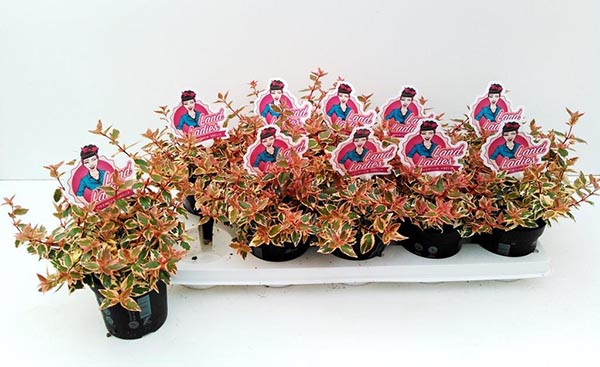 Abelia grandiflora Lady Peach