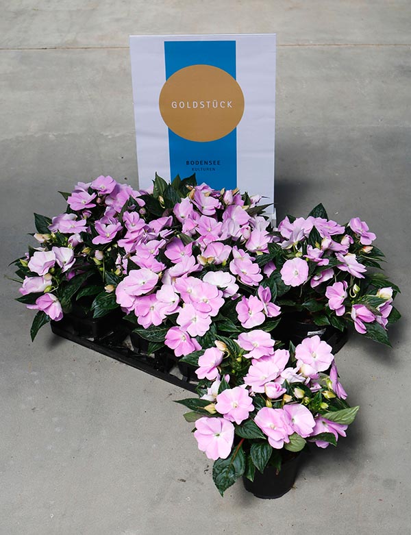 Impatiens hybrida Lavender