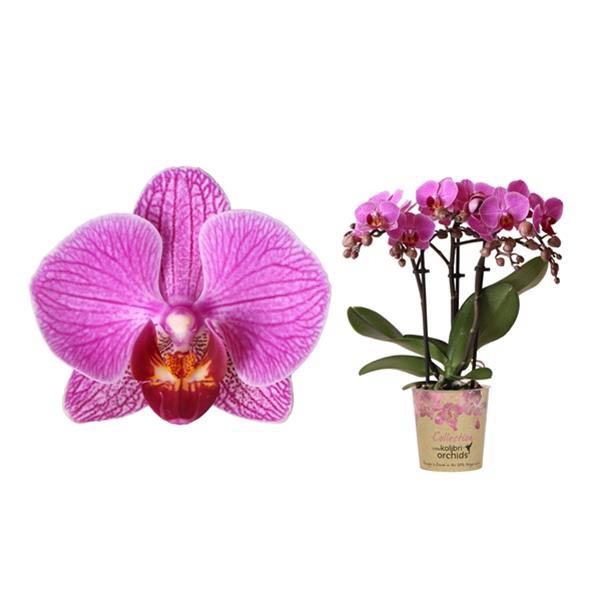 Phalaenopsis hybrida Multilfora Hamburg