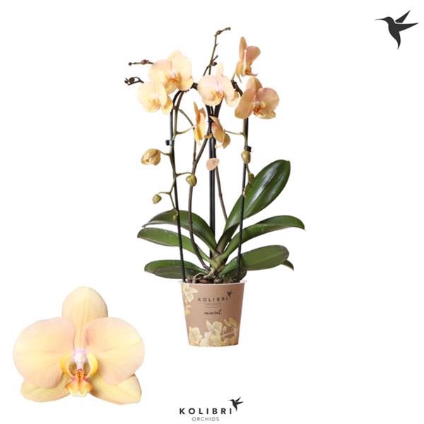 Phalaenopsis hybrida Cascade Golden River
