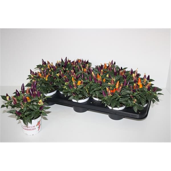 Capsicum annuum Acapulco Multicolor