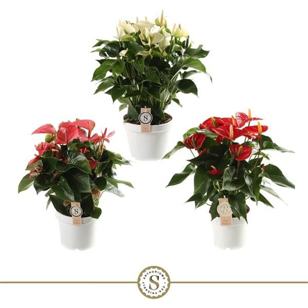 Anthurium andreanum MIX