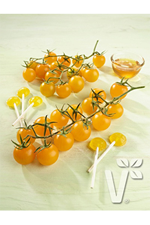 Solanum lycopersicum Solena Yellow veredelt