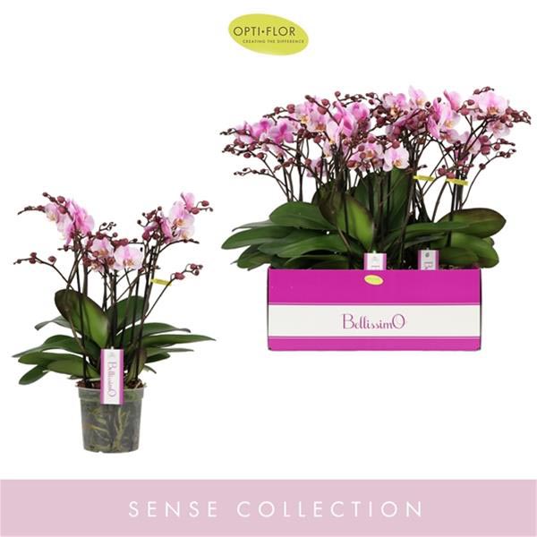 Phalaenopsis hybrida Bellissimo Angelo