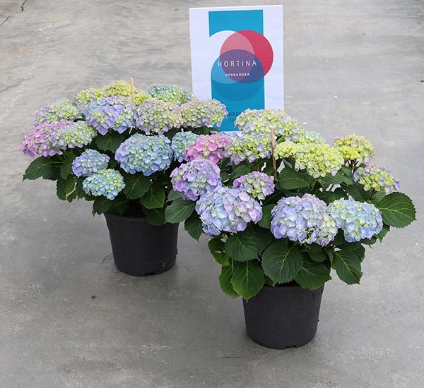 Hydrangea macrophylla Hortina Blau