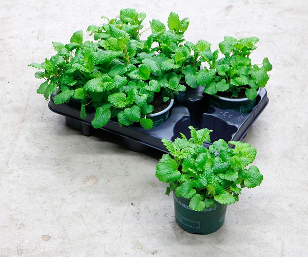 Melissa officinalis Zitronenmelisse Bio