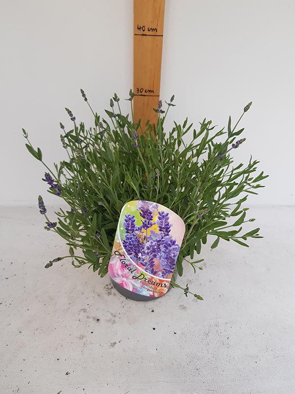 Lavandula angustifolia