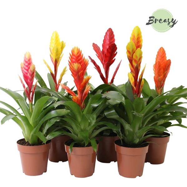 Vriesea hybrida Cupcake Mix