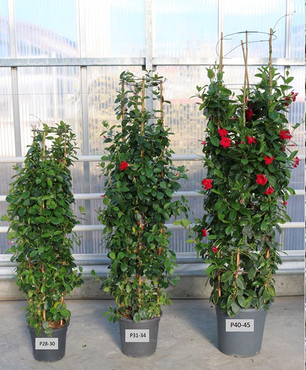 Dipladenia hybrida Säule Red Sundeville