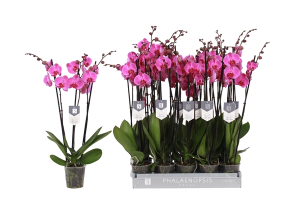 Phalaenopsis hybrida Popstar