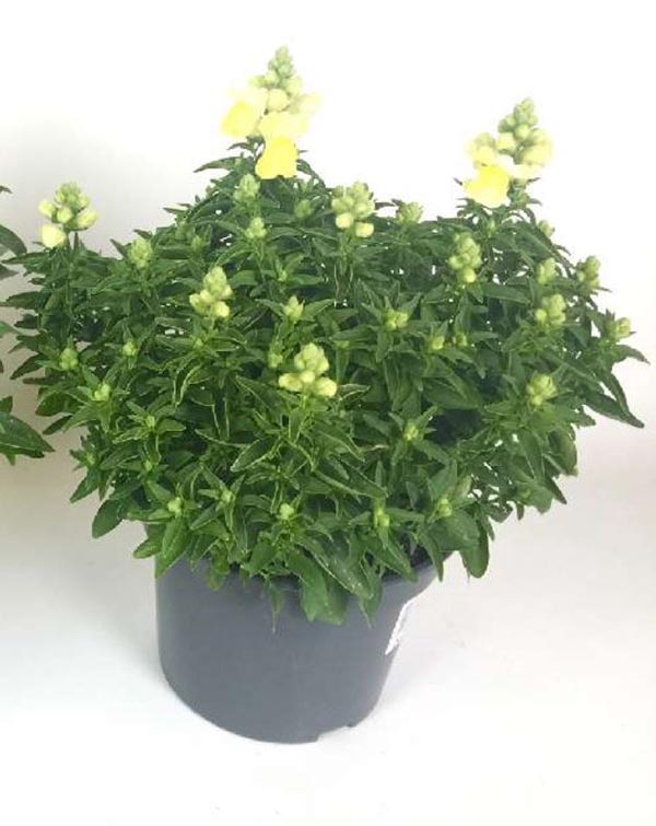 Antirrhinum majus Mix