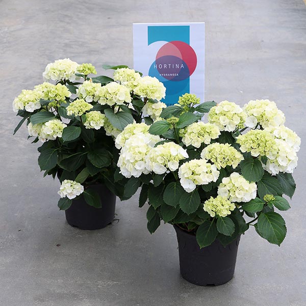 Hydrangea macrophylla Hortina Weiss
