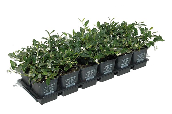 Cotoneaster dammeri Radicans