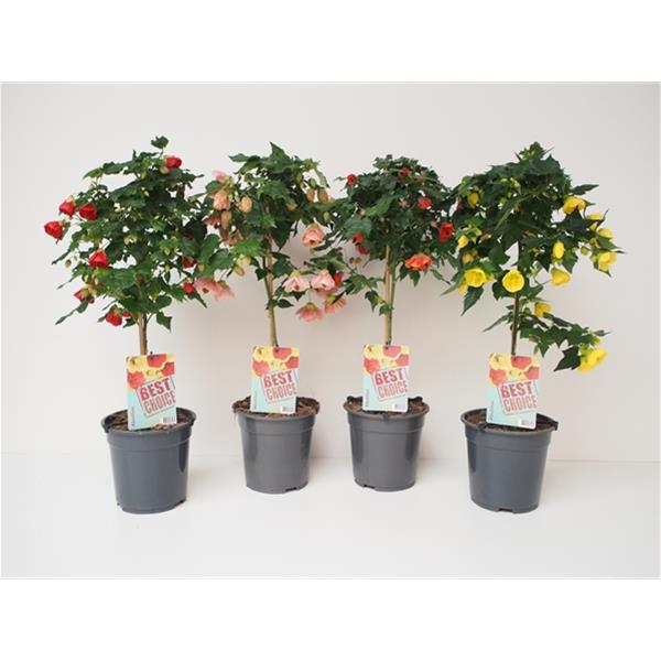 Abutilon hybrida Mix