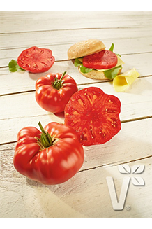 Solanum lycopersicum Buffalo Steak Fleischtomate veredelt