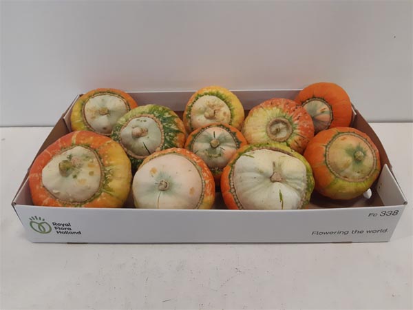 Cucurbita pepo Kürbis Mini Red Turban Plant